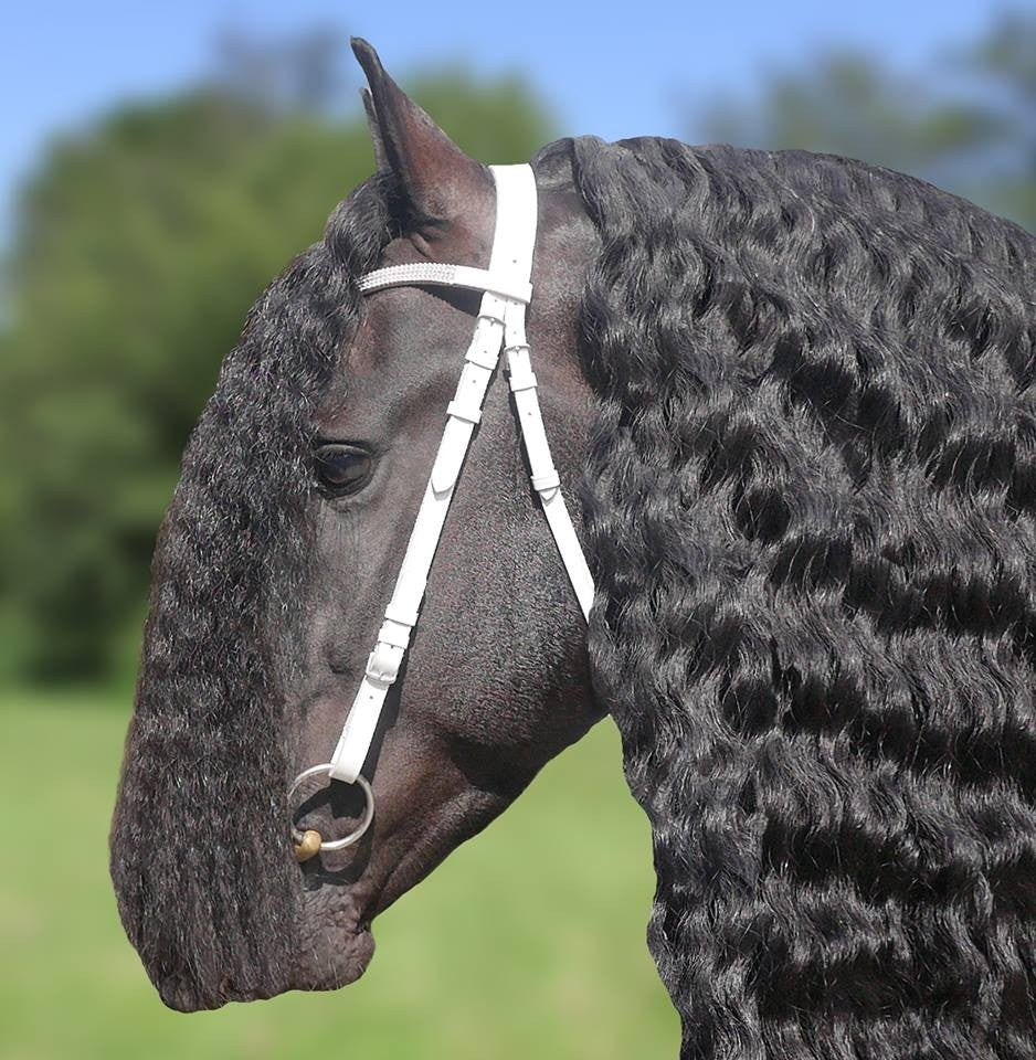 Präsentationszaum de Luxe