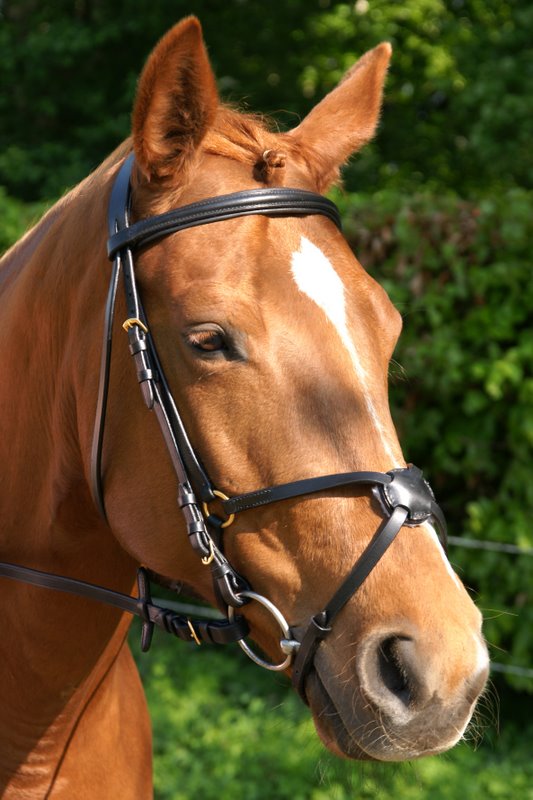 mexicaans hoofdstel havanna met rvs