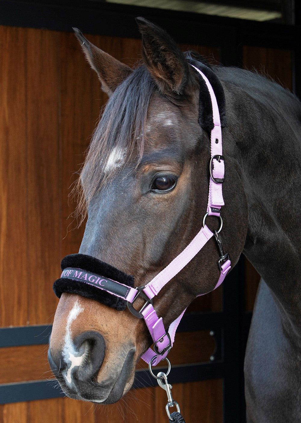 Headcollar Lyrics Quotes