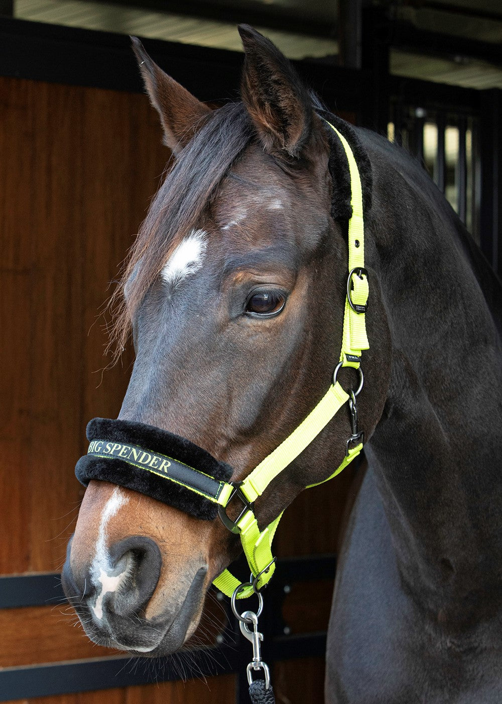 Headcollar Lyrics Quotes