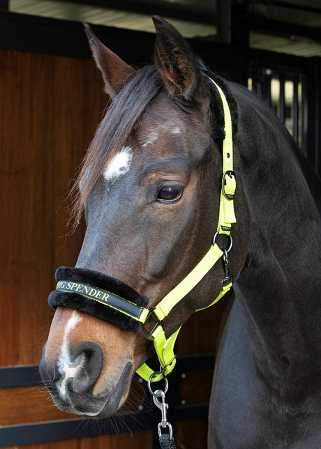 Headcollar Lyrics Quotes