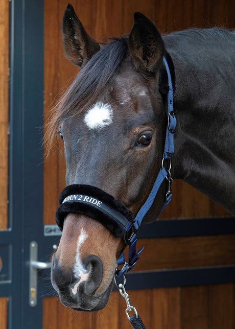 Headcollar Lyrics Quotes