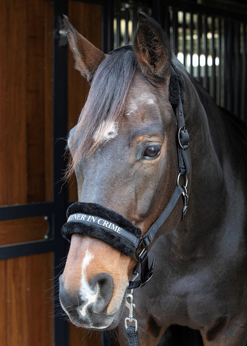 Headcollar Lyrics Quotes