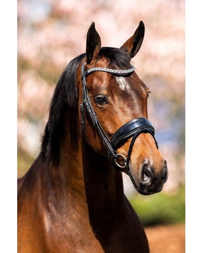 HB Show-time Fancy Lack