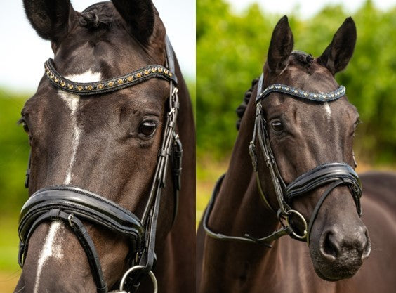 369 HB Showtime Las Vegas