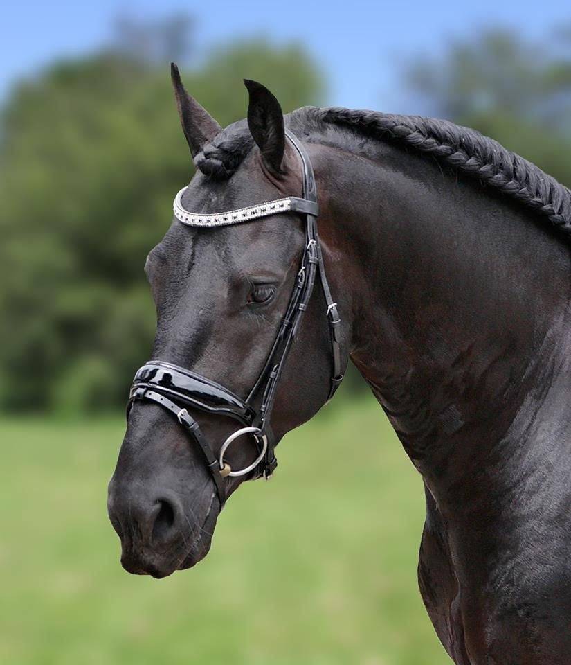 389 HB Showtime Zaumzeug Jan van Westerhuis