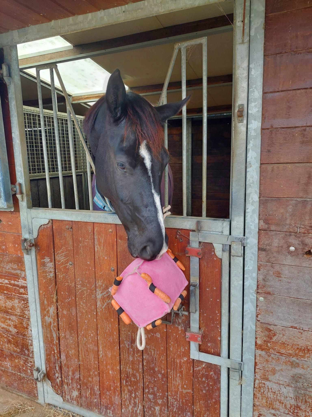 Pferdespielzeug Würfel