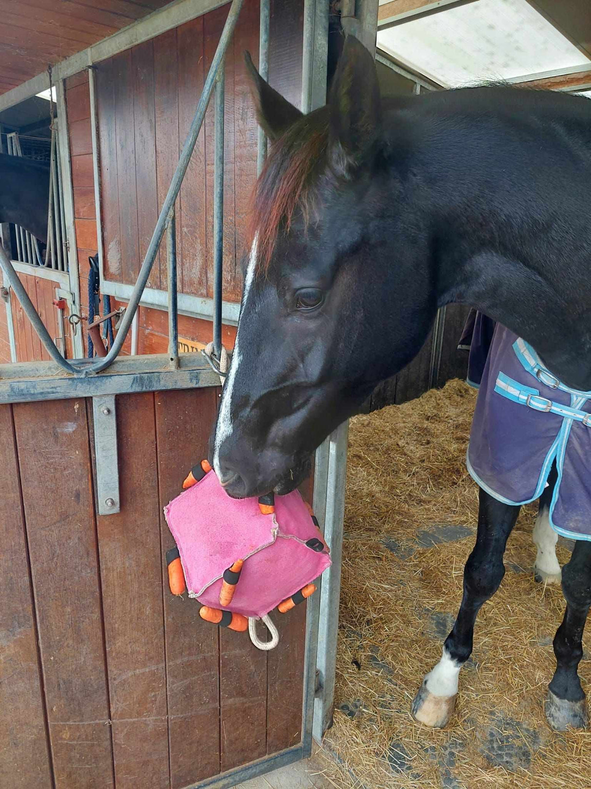 Pferdespielzeug Würfel