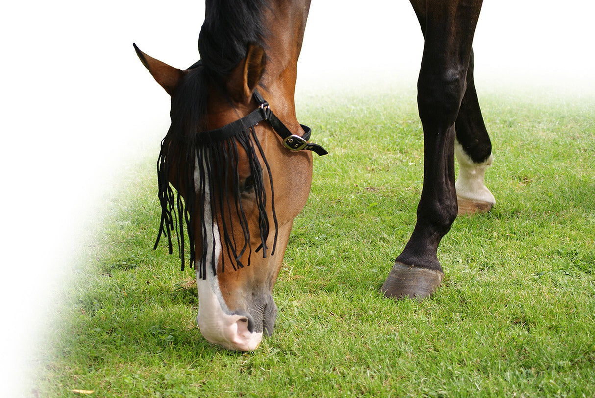 Fliegenstirnband extra