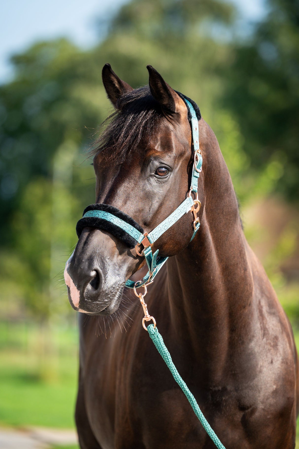 Showtime Pioneer Halfter-Set