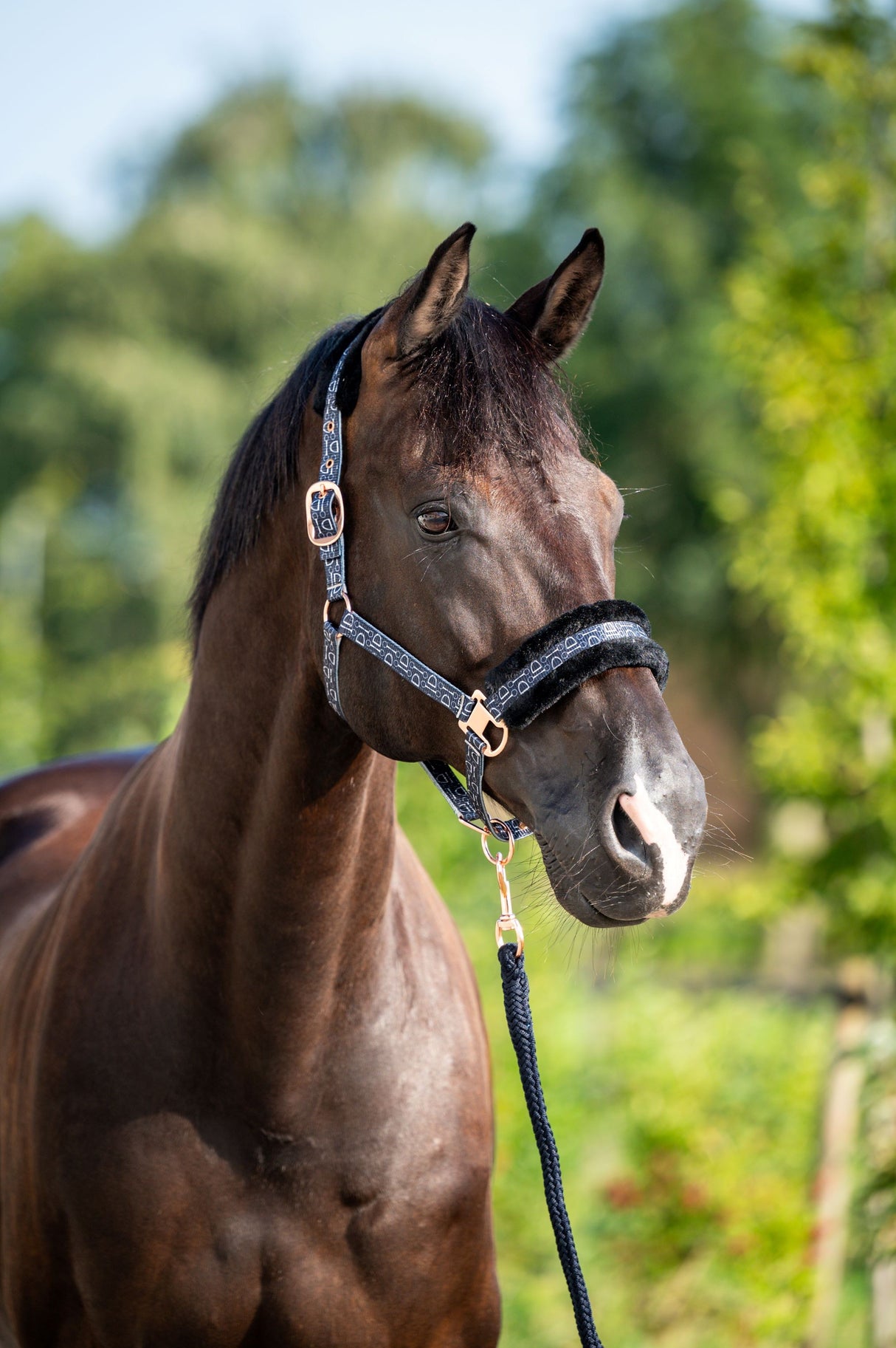 Showtime Pioneer Halfter-Set