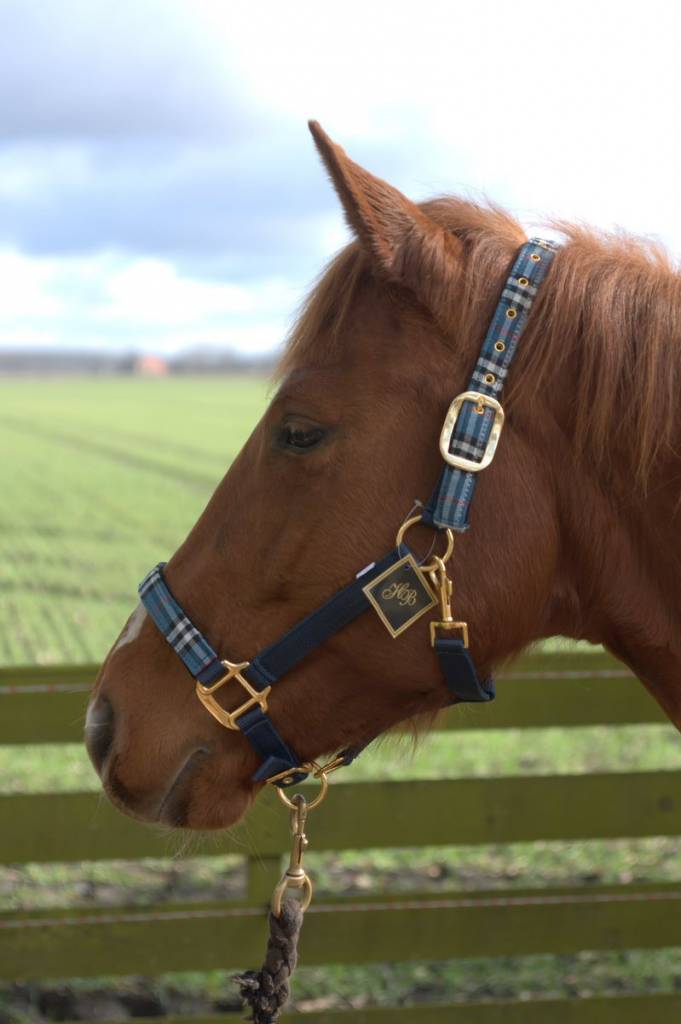 Nylonhalfter Sonderedition