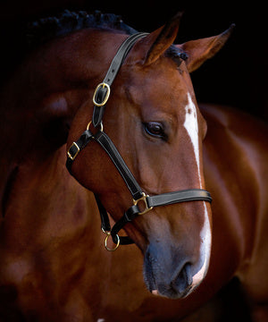 Halster London Leder