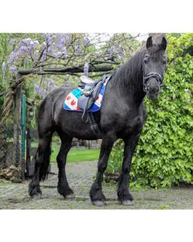 HB Schabracke Friesen