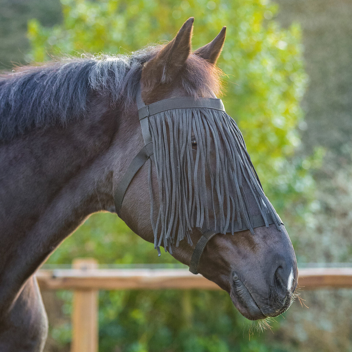 Weidehalster met Vliegenfrontriem