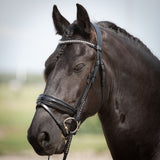 Hoofdstel Diamond Lacque