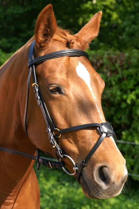 mexicaans hoofdstel havanna met rvs