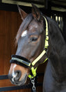 Headcollar Lyrics Quotes