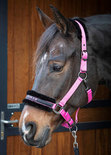 Headcollar Lyrics Quotes