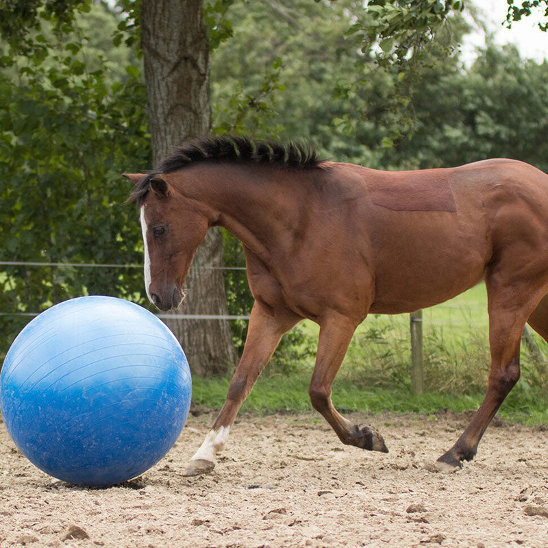 Pferdefußball